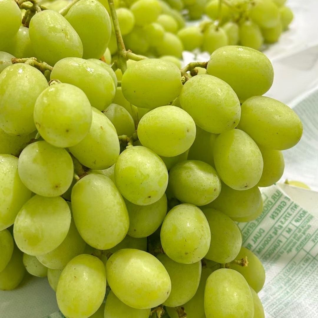 【进口爆炸青提】脆甜无籽 新鲜净果3斤/份仅限太原晋中吕梁购买