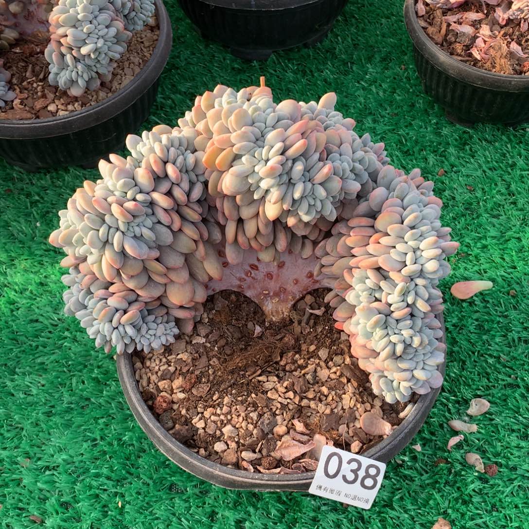 038粉兔缀多肉植物