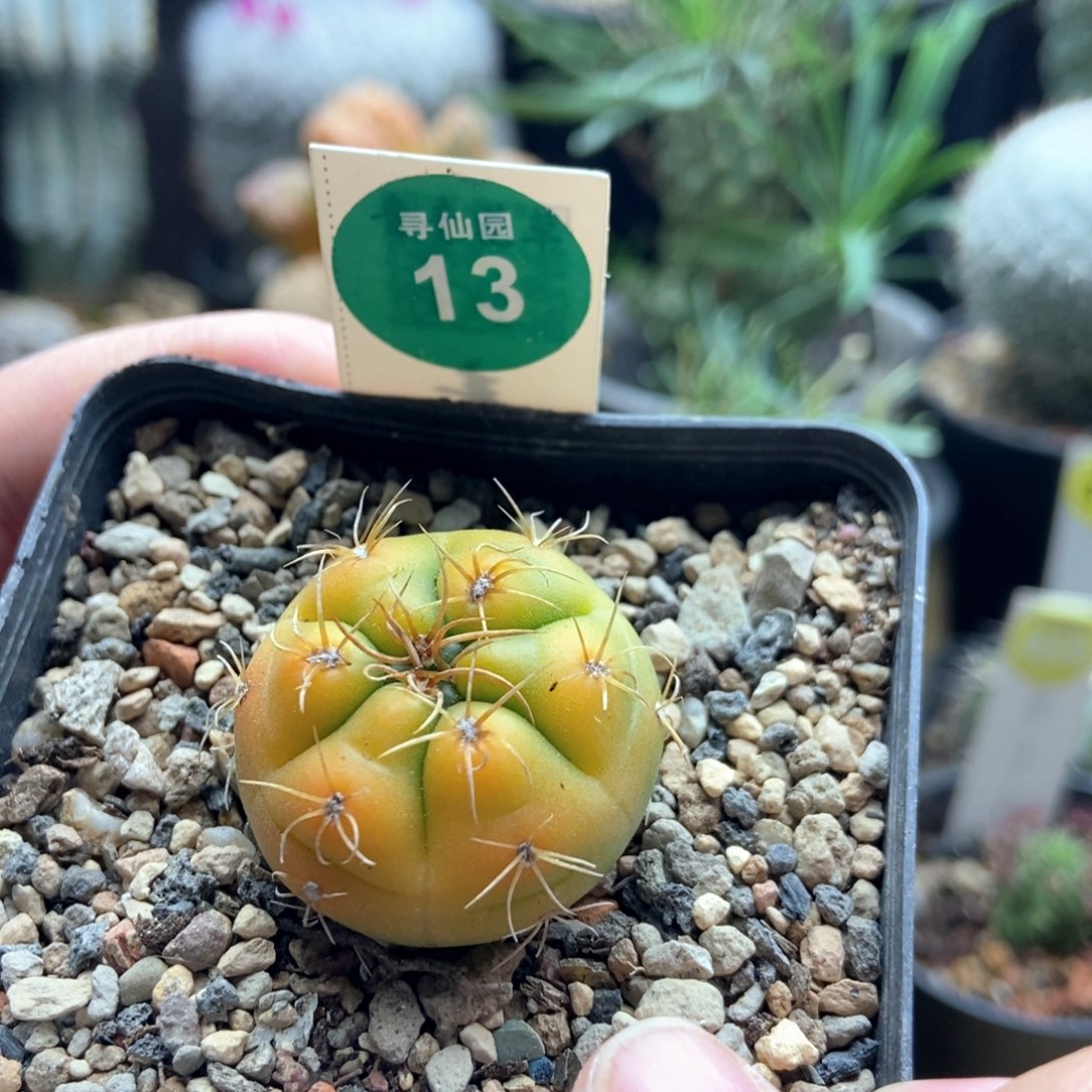 实生黄体海王一棵仙人球