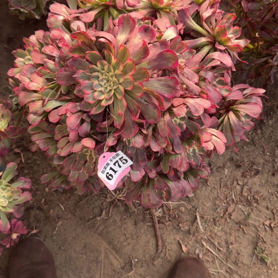 法师霁月17-33 6175