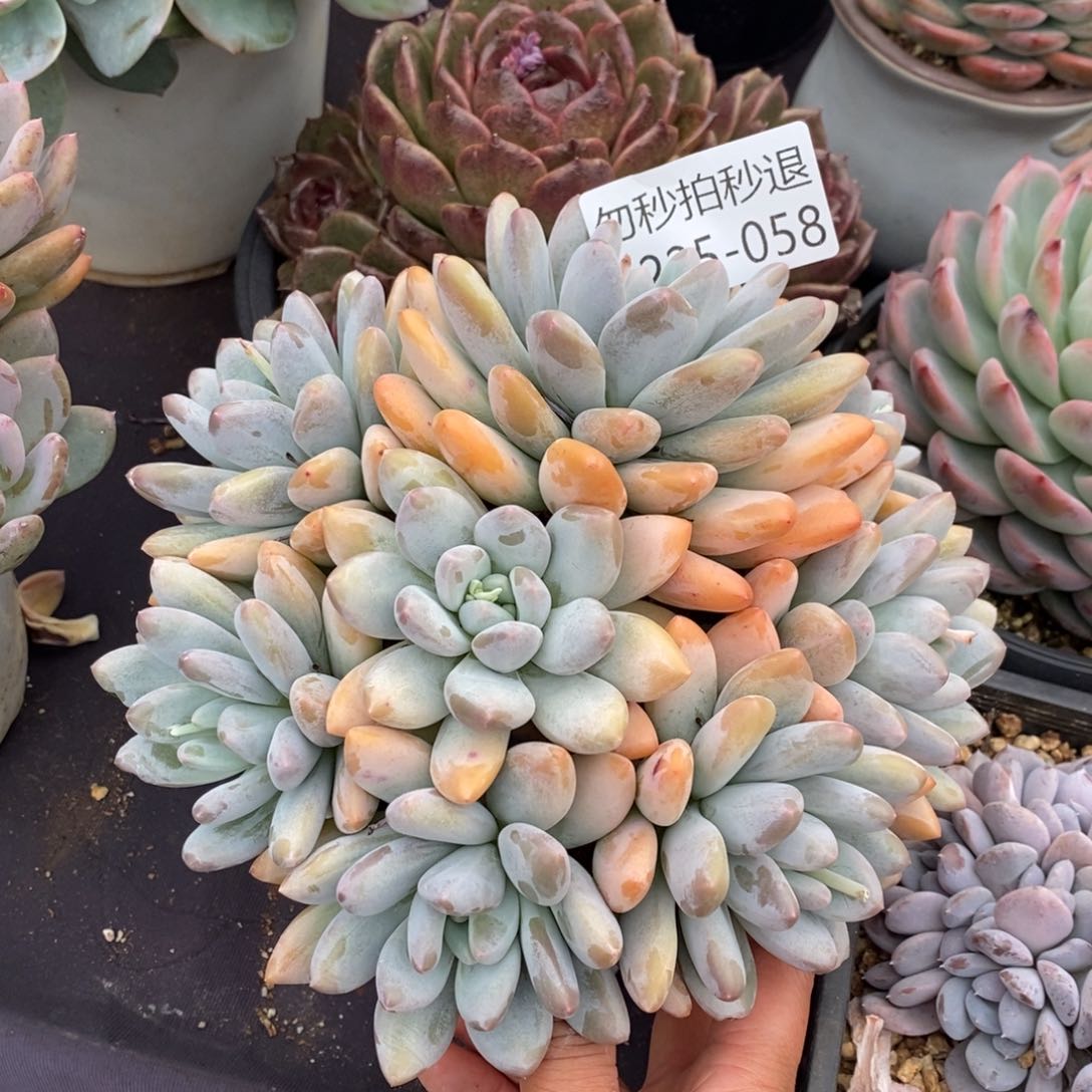 两单包邮1225-58香水