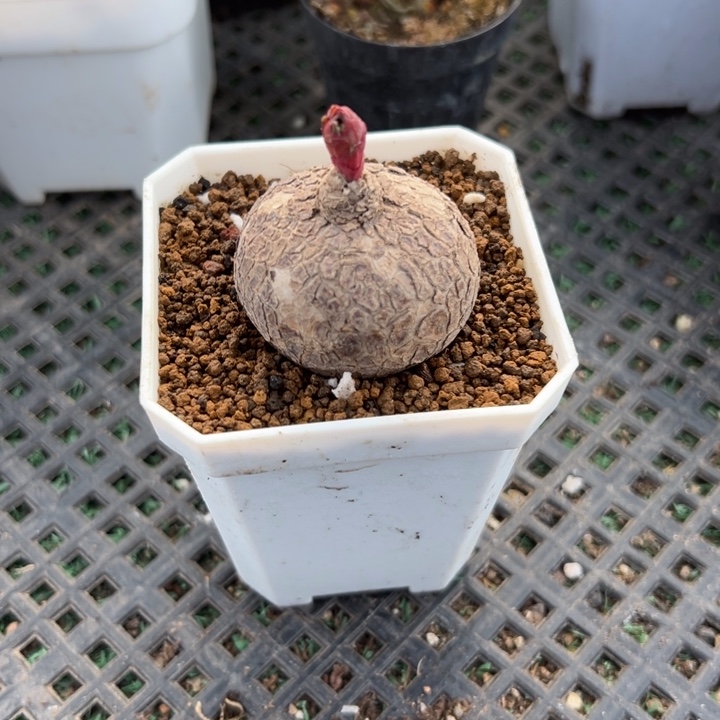 玫瑰大戟，一物一拍带盆