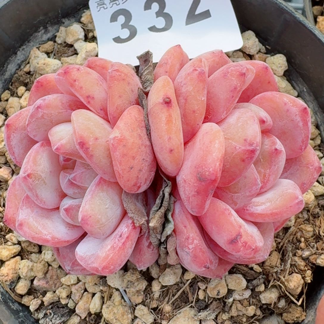 状态       多肉植物