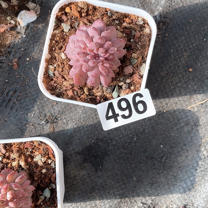 爱*猫多肉植物一物一拍