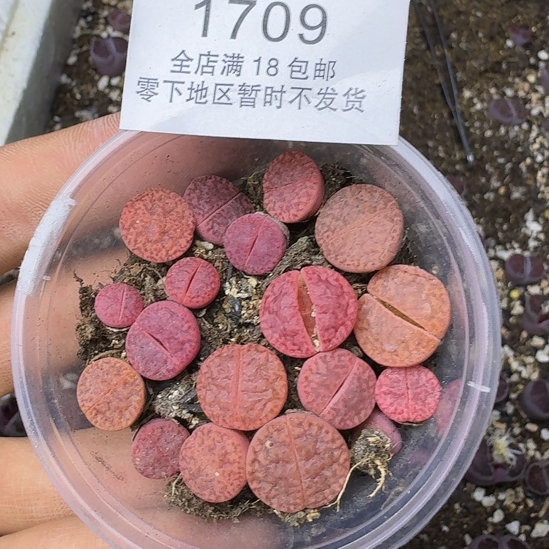 1709 哈哈哈哈哈哈哈哈