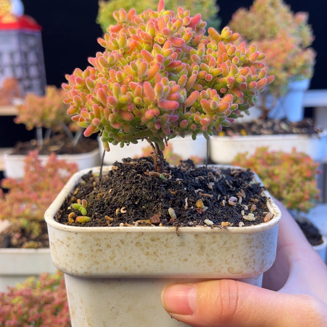 枝干 枝干 枝干 枝干