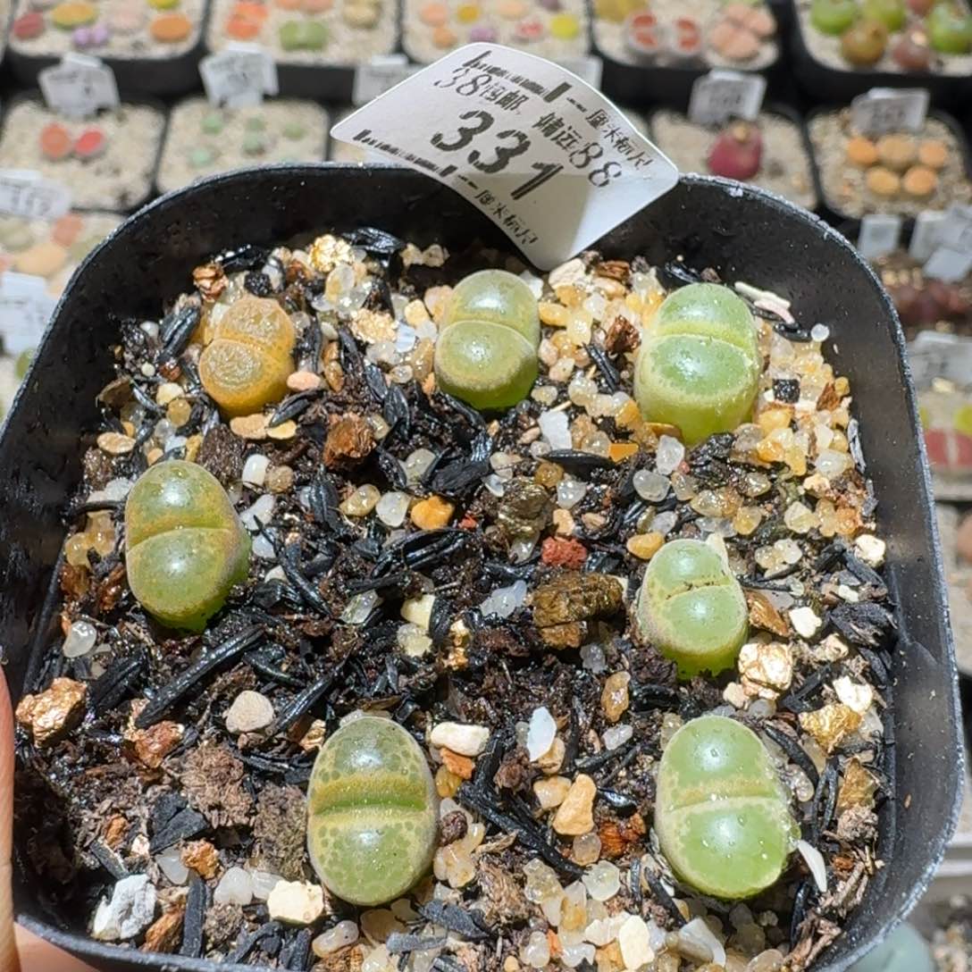 Sss精品清货款331