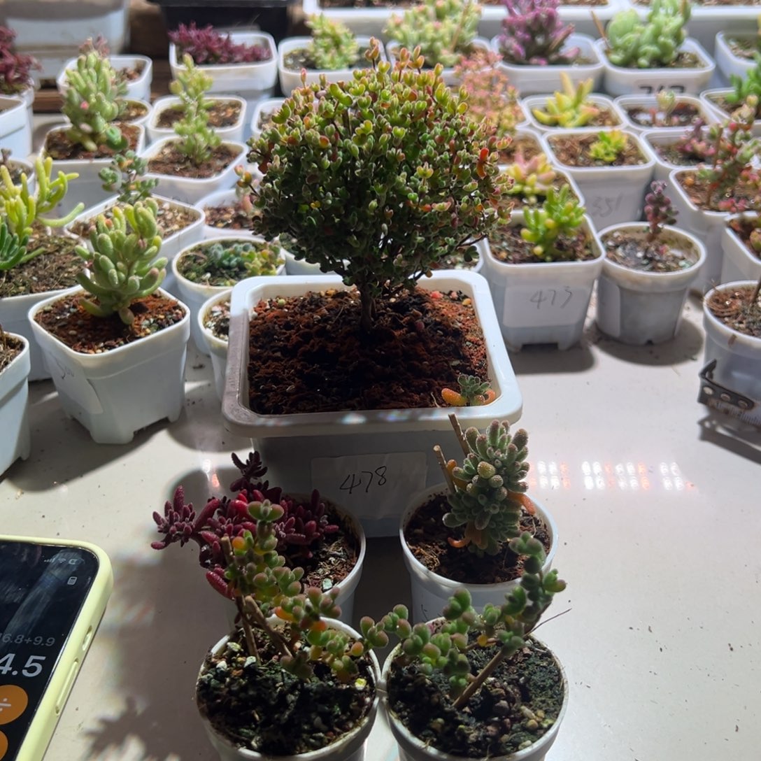 达***兹388 519 527 521 478 组合