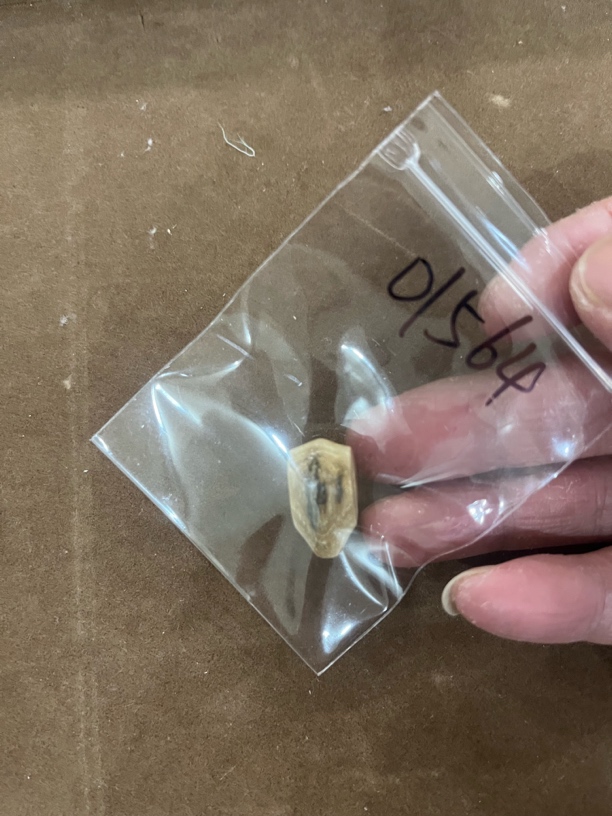 01564亚齐猛犸鲨鱼背配饰