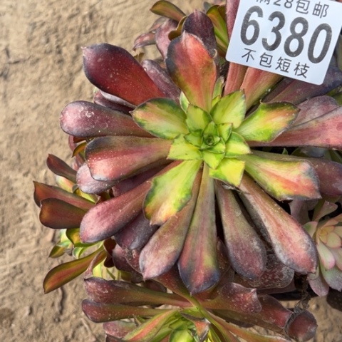 红日多肉植物法师6380