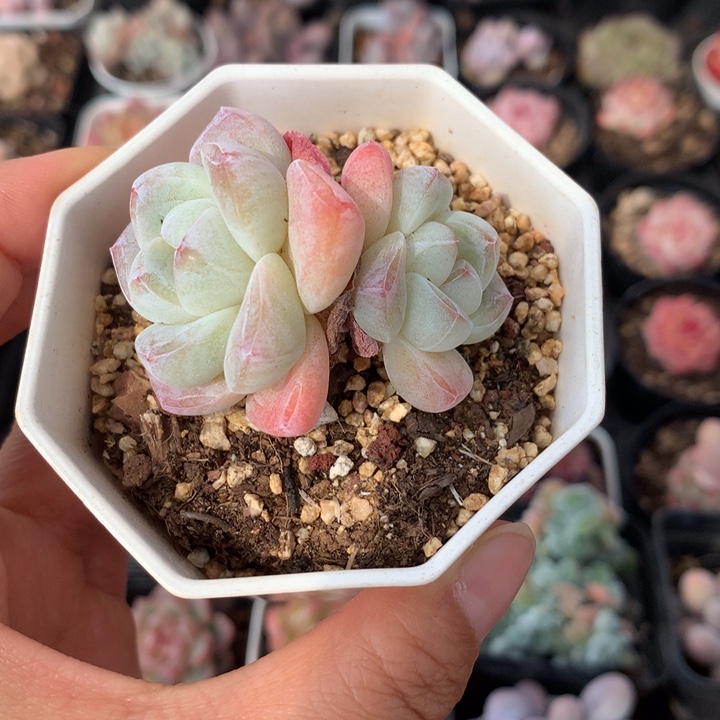 精控白底冰玉多肉