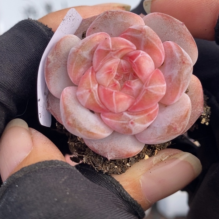 1227-548，粉魄多肉