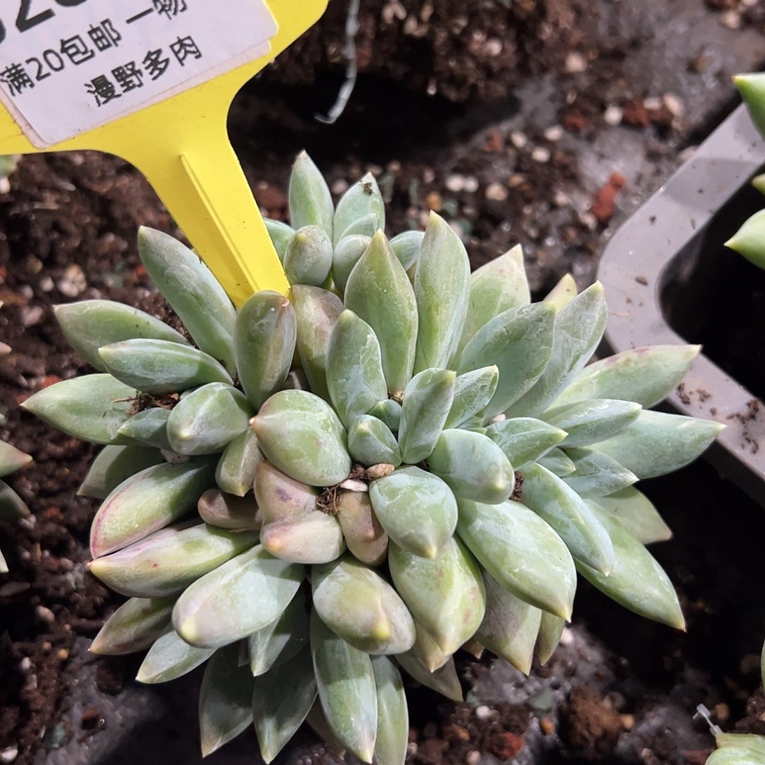 528126 重楼6头无砍群