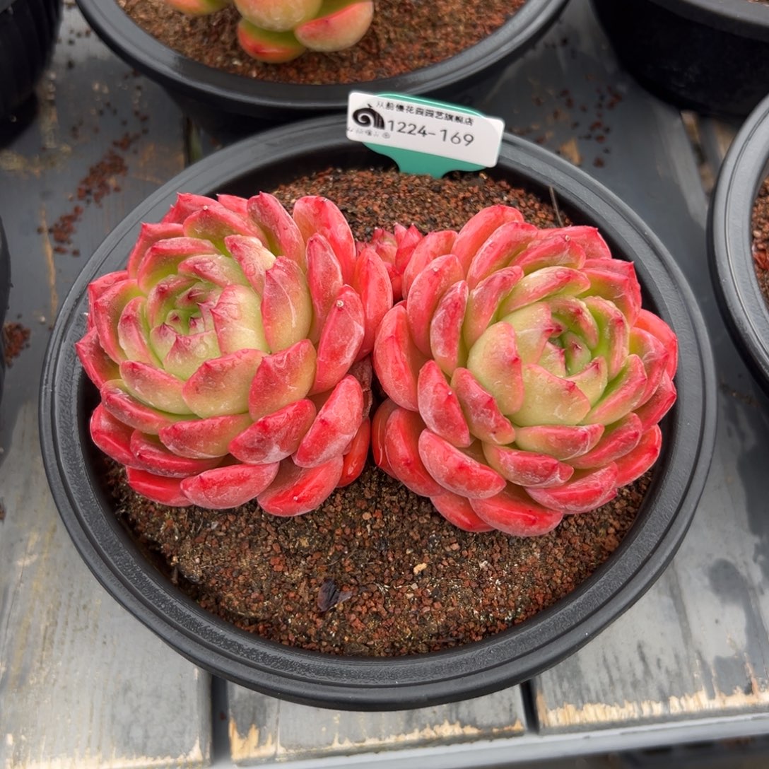从前慢花园多肉编号1224-169