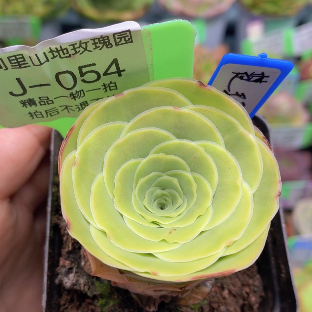 楚玛玫瑰J054一物一拍