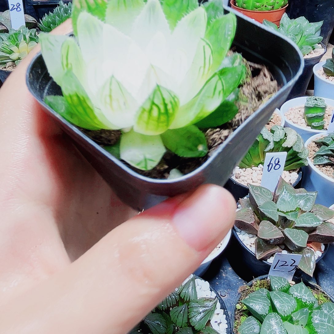 白莲花多肉植物666