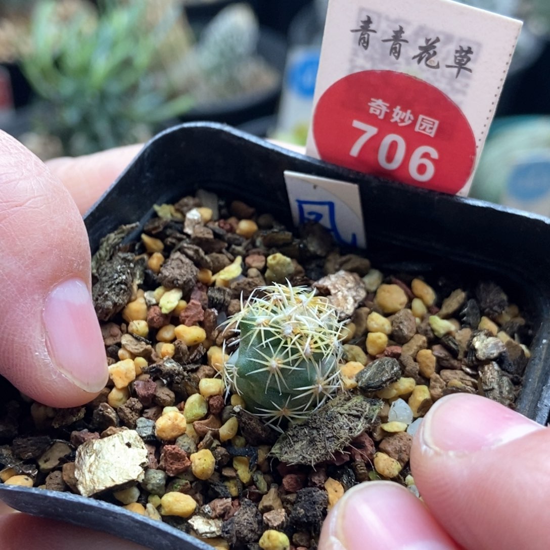 实生顶花凤舞1.4cm