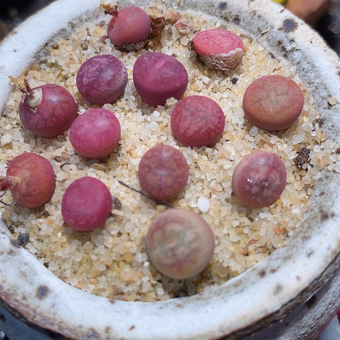 钻墨杂交一颗。        