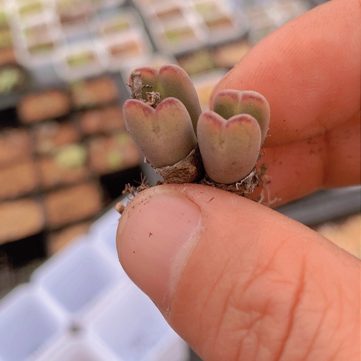 1488888889886768686566865