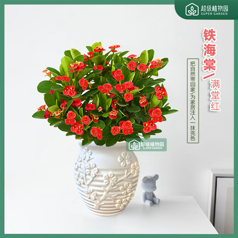 铁海棠虎刺梅花卉盆栽室内净化空气绿植客厅阳台耐晒耐热四季开花