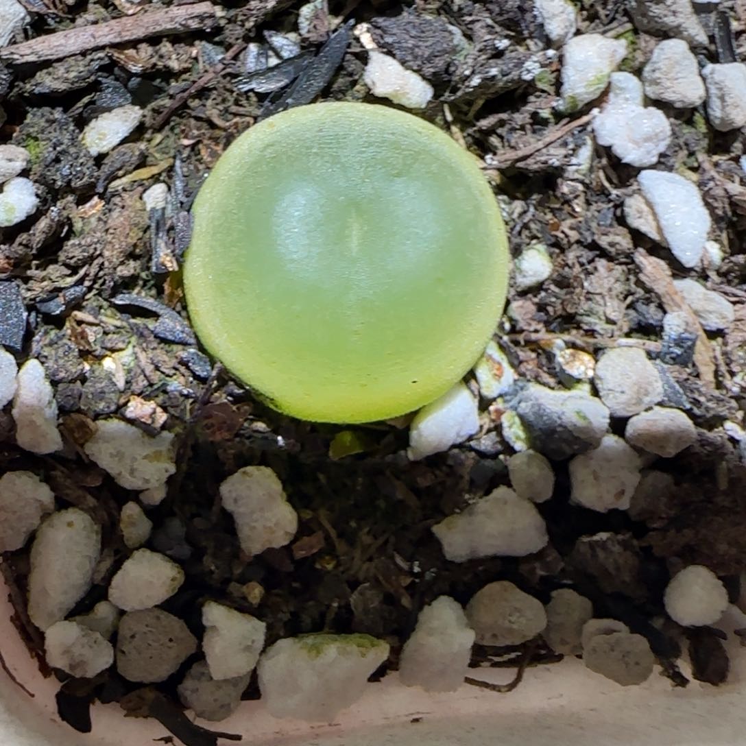 肉锥多肉植物百科-日式拉登680