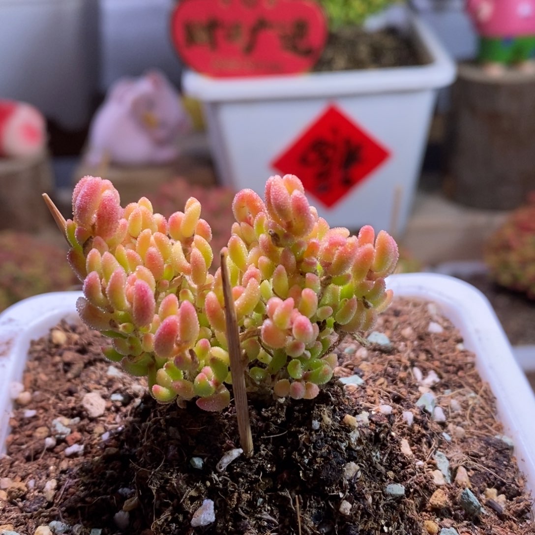 红宝石腹轮锦带盆土发货一物一拍