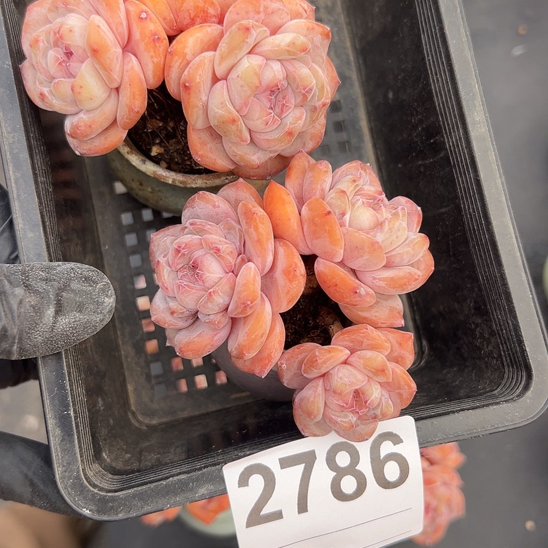 丽***子2786，俩个三头星影带盆叶子有变异