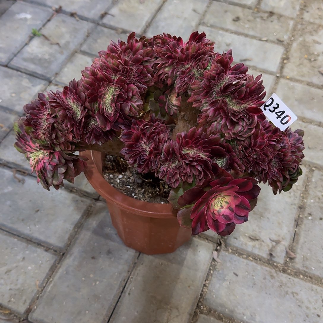 340荔枝缀44冠服30左右