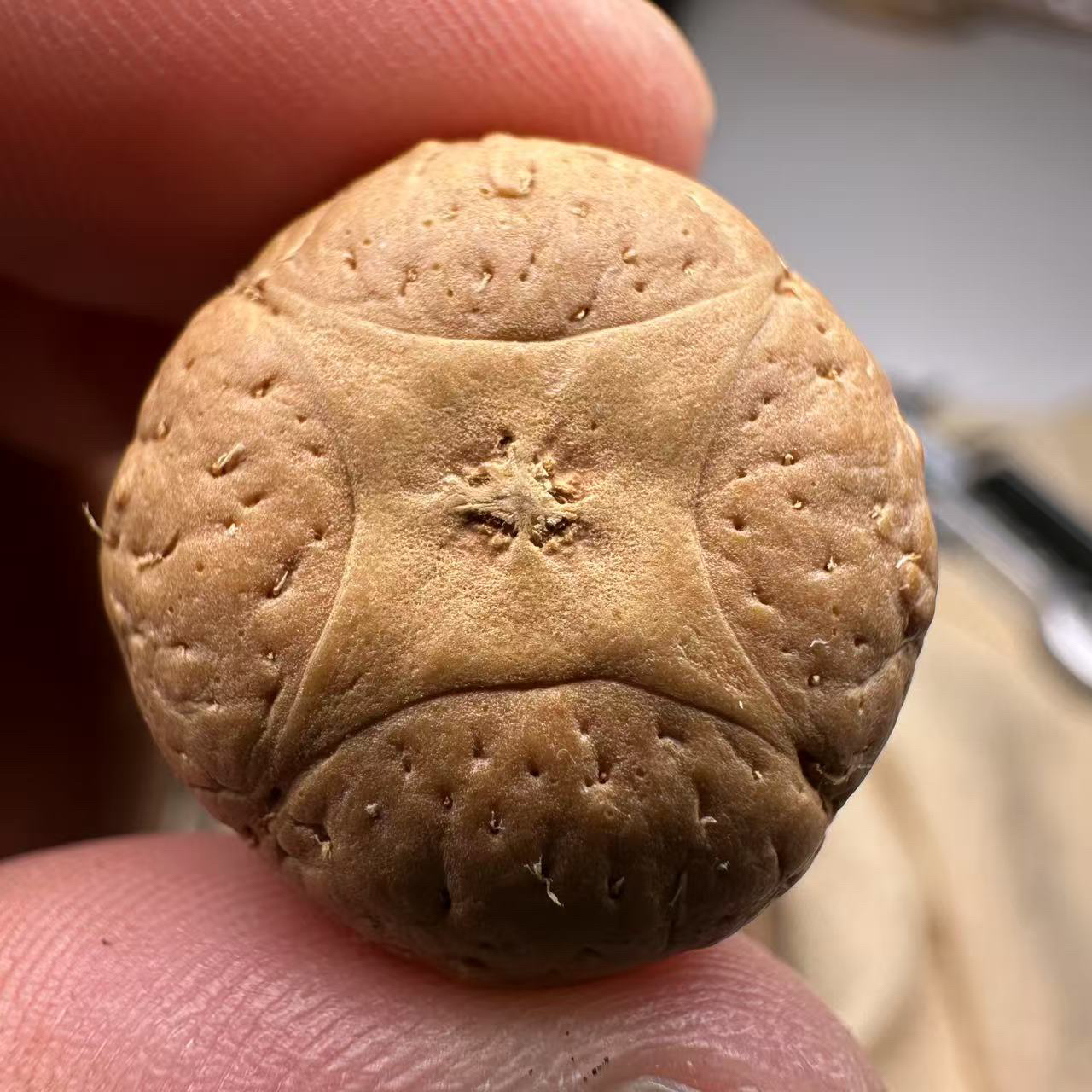 尼泊尔麒麟眼菩提，尺寸23，厚度15，s系列