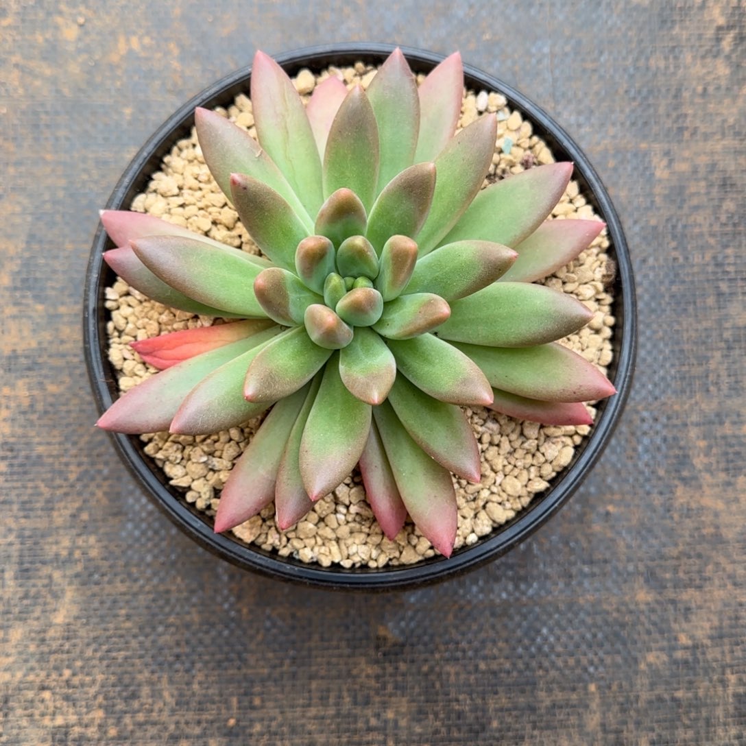 多肉植物橙色奇迹