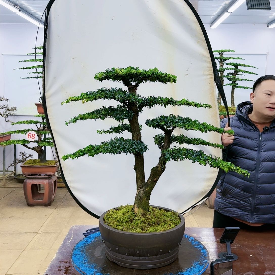 盆景欢迎大家一起来捡漏