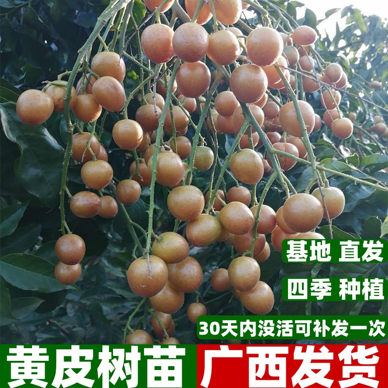 黑黄皮树苗鸡心无核贵妃黄皮嫁接果树带土带叶盆栽地载当年结果  