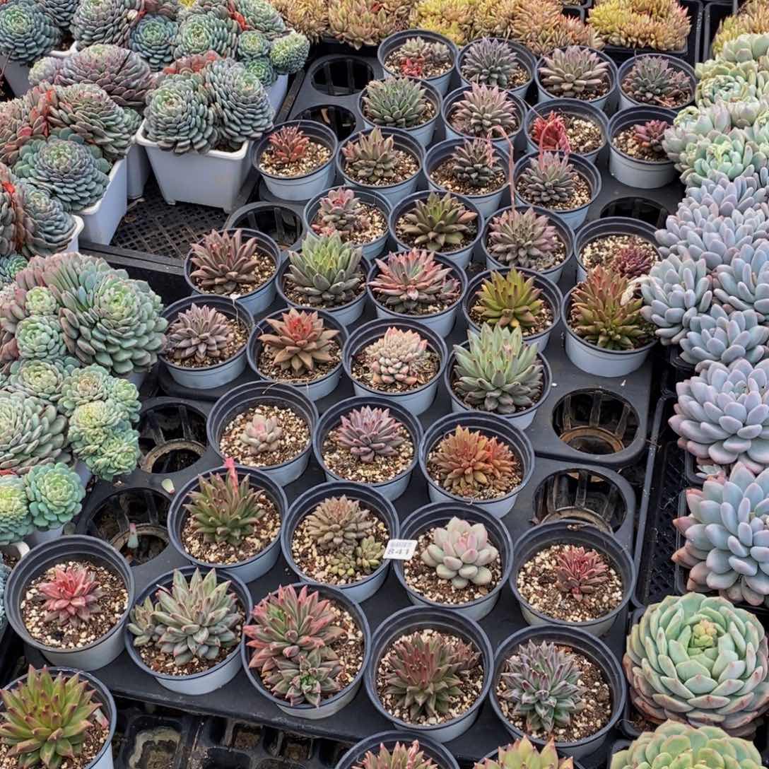 优***猬841多肉植物保护研究所所长