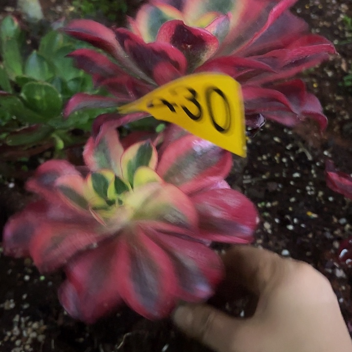 多肉植物魅影430