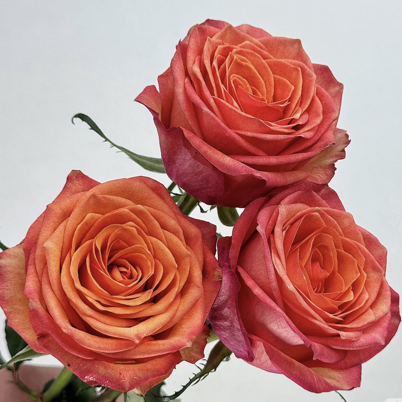 帝王 朝夕 根接苗 匠人月季 玫瑰花 四季开花阳台盆栽植物