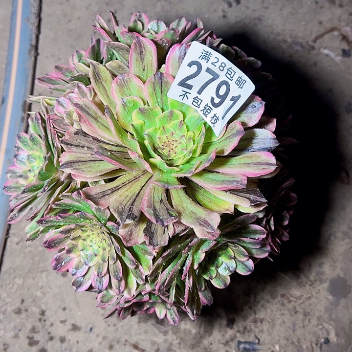 邪玫多肉植物2791多肉植物法师