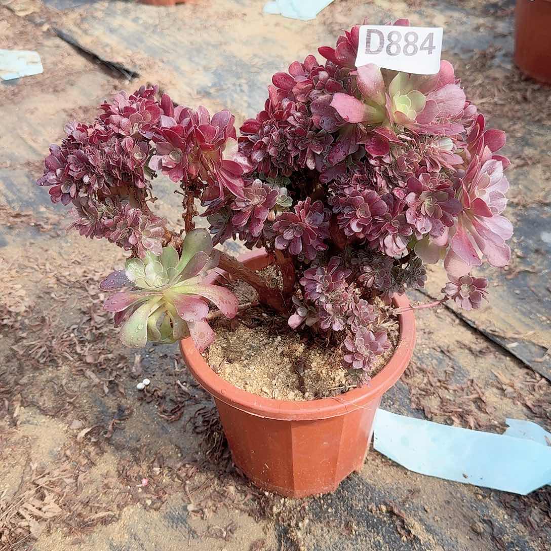 884玫瑰朵有伤一颗满28包邮