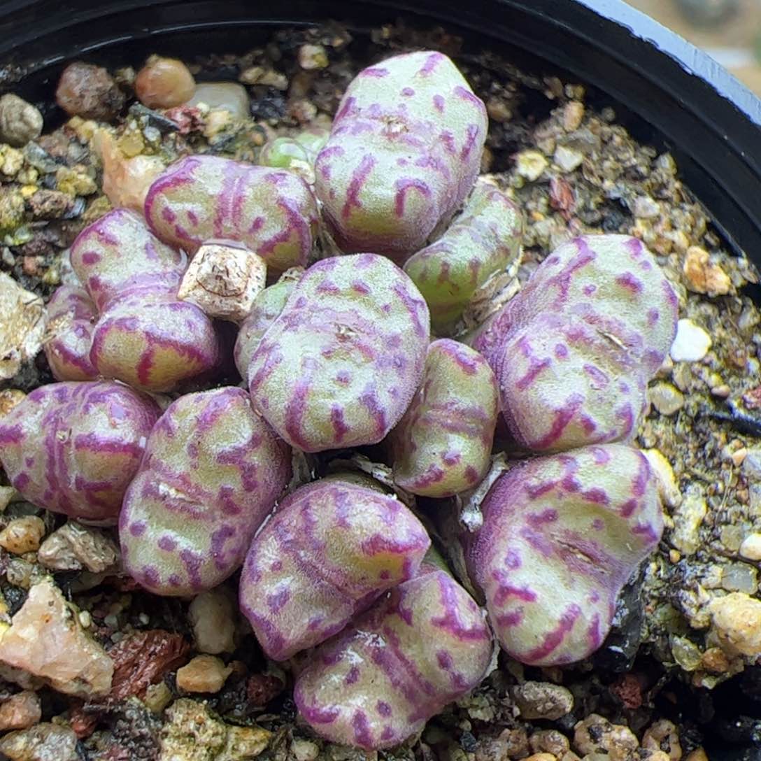 红宝石安贞22122