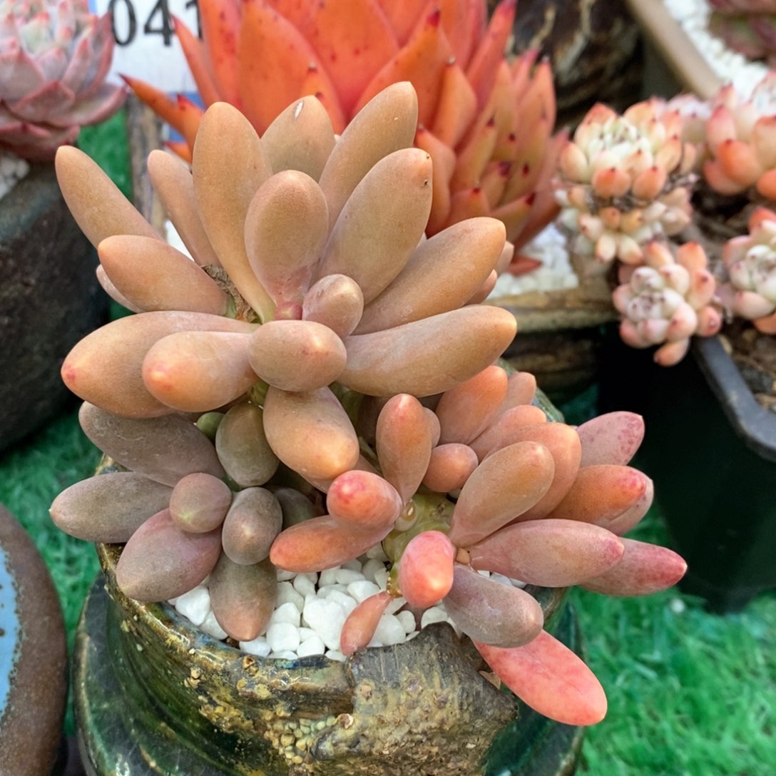 糖果美人多肉植物盆栽