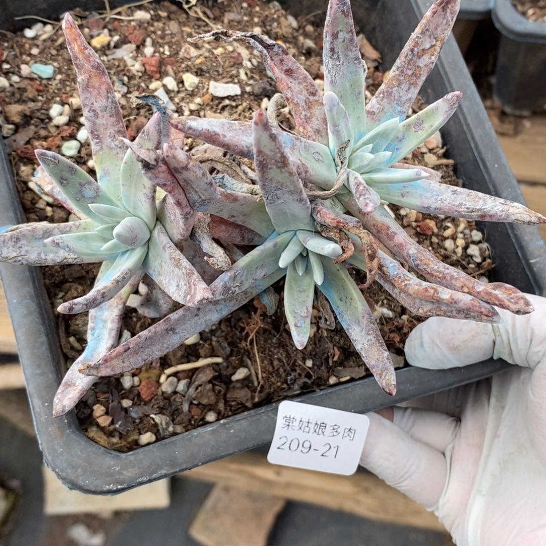 21号苹果叶小可爱