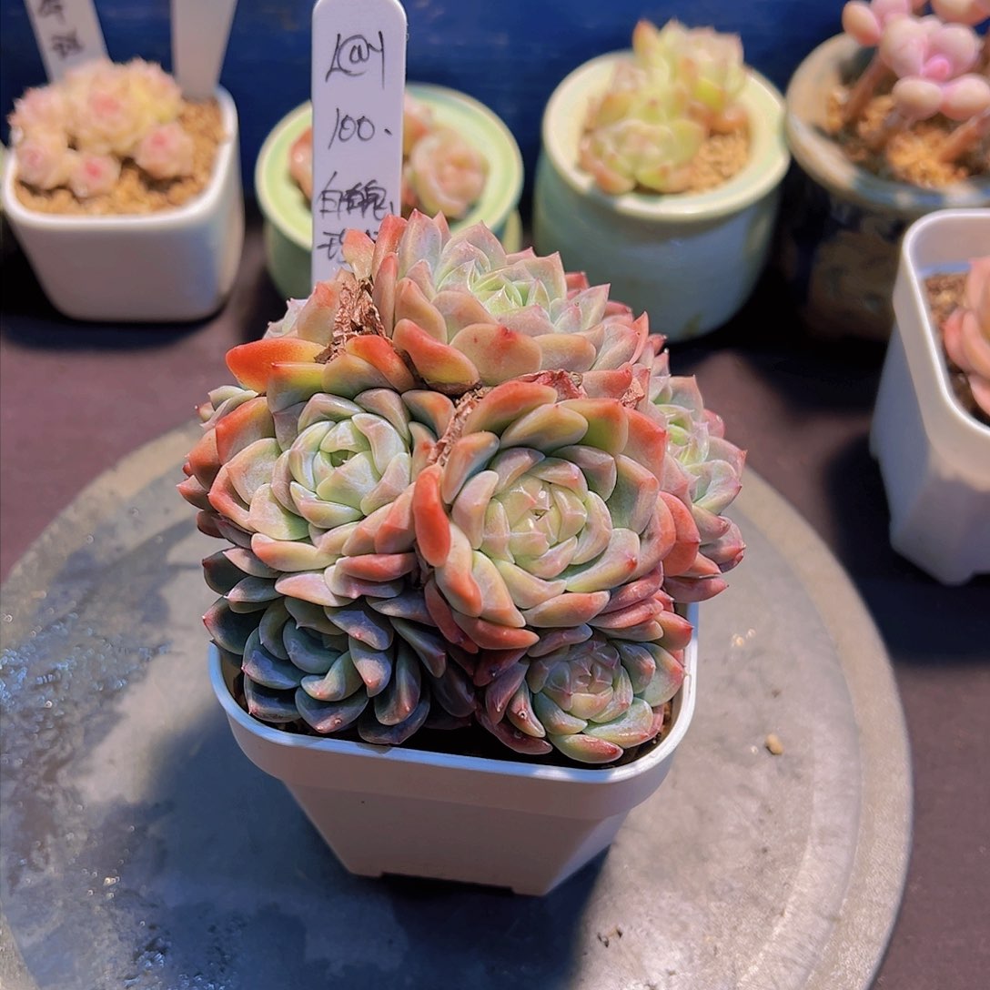 ?***?白魄，多肉植物