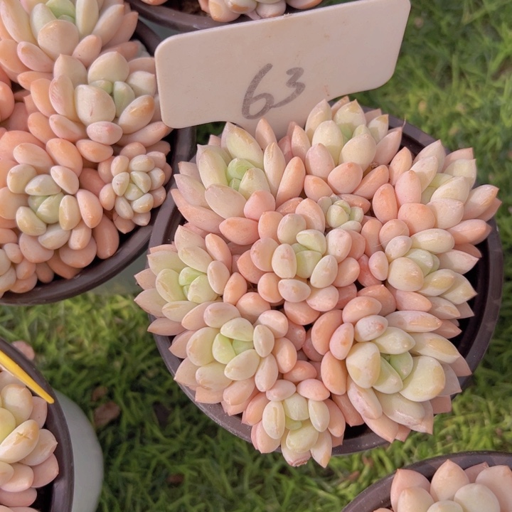 健健康康平平安安