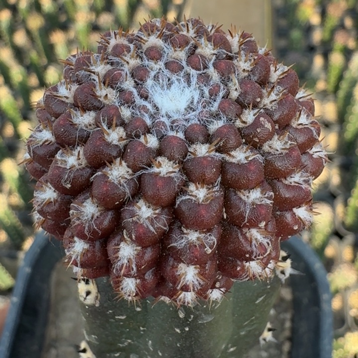 ༄***࿐狼头666666666665666