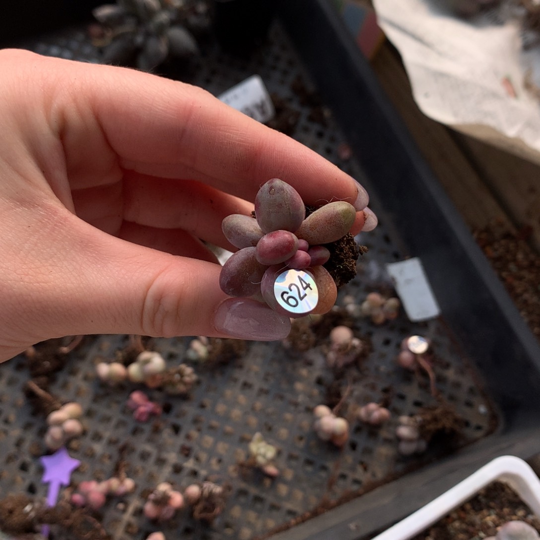 糖果奶酪多肉624