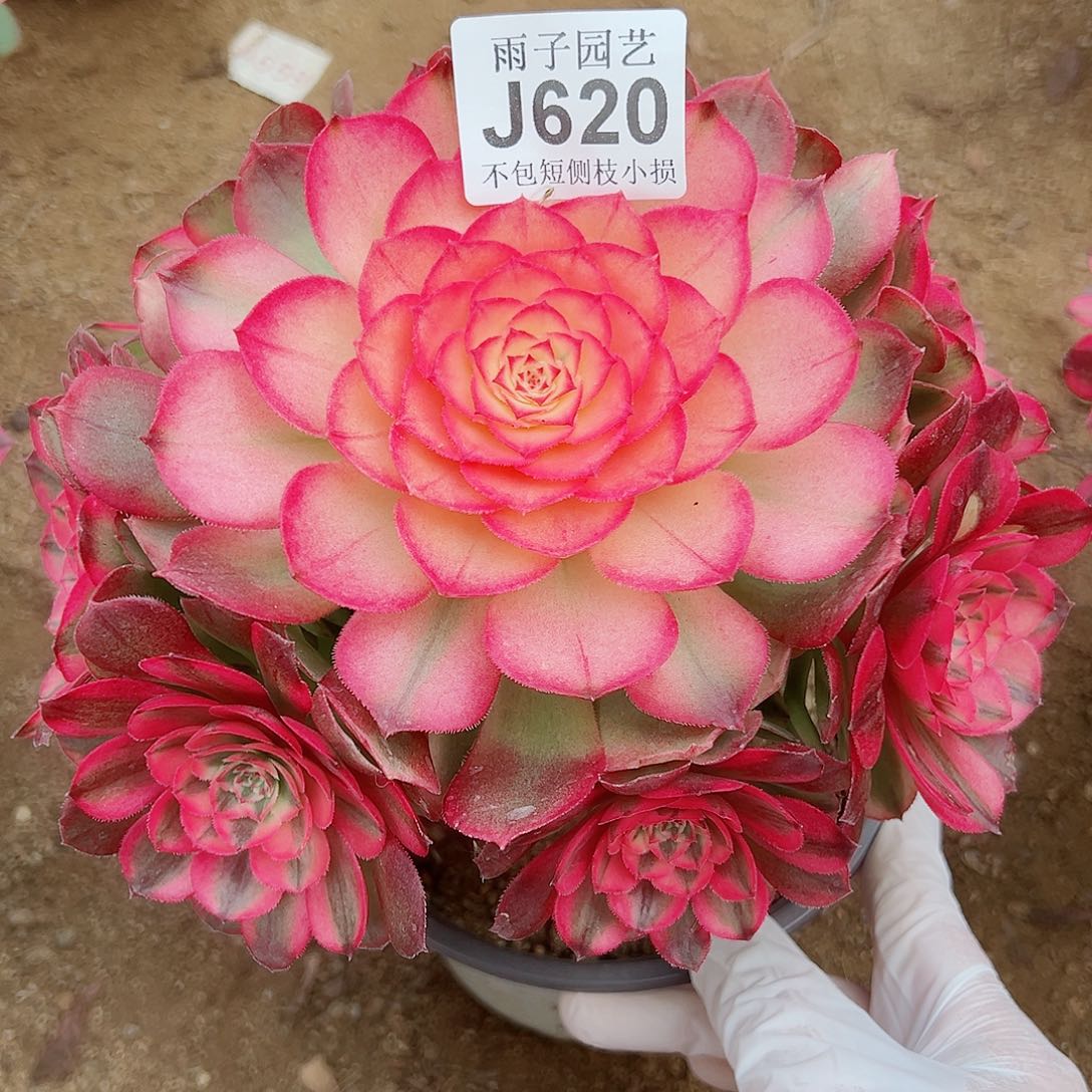 620荔枝尺寸20左右特价修枝
