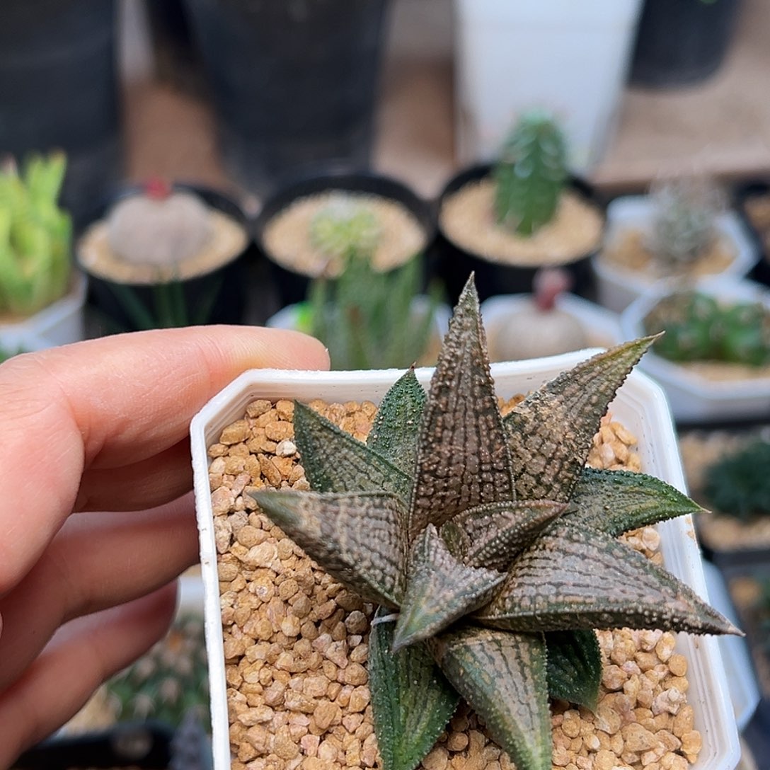 锦带桥硬叶十二卷一颗