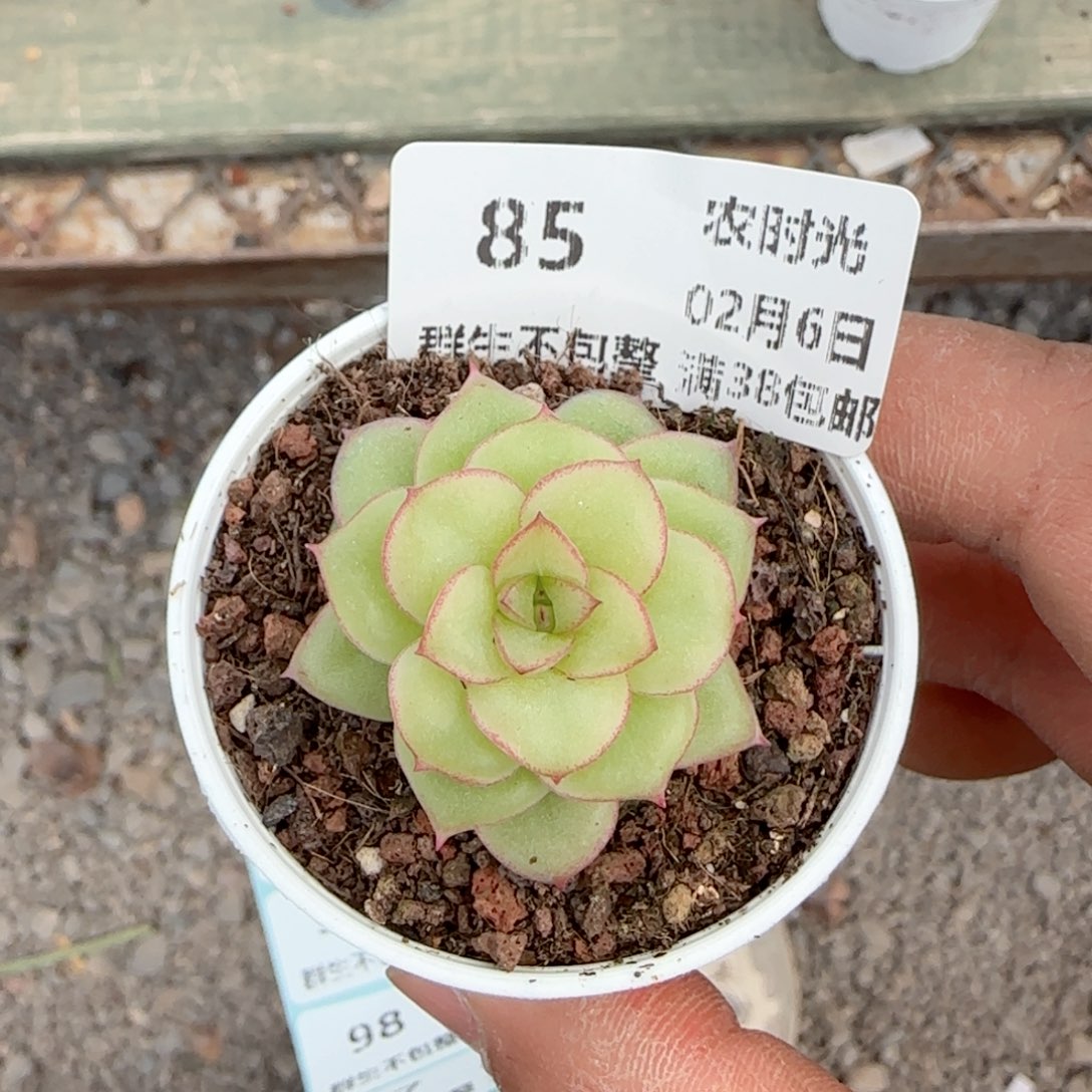 【闪购商品】0206-85（xx-80）