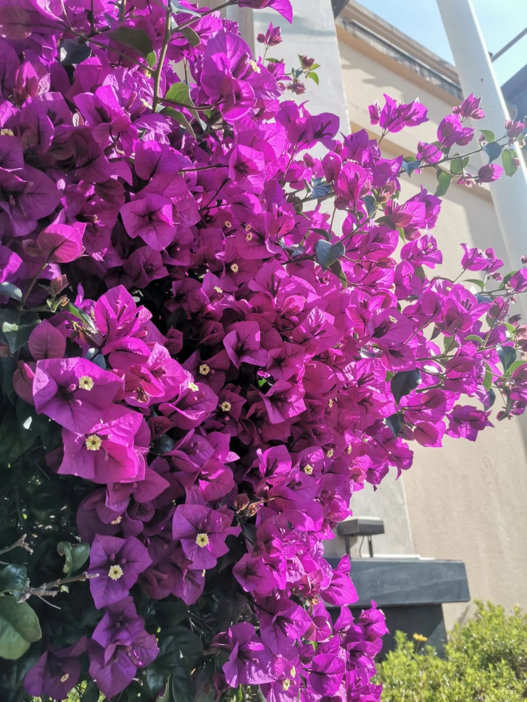 百花园三角梅  【云南紫】 扦插袋苗 四季开花好养爬藤爬墙