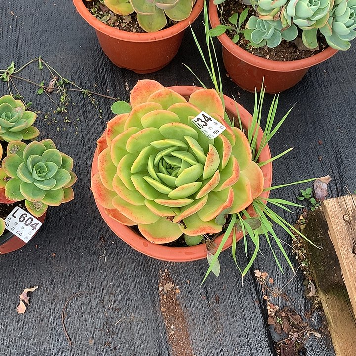 杂交大单头 多肉植物9.27后左右发货