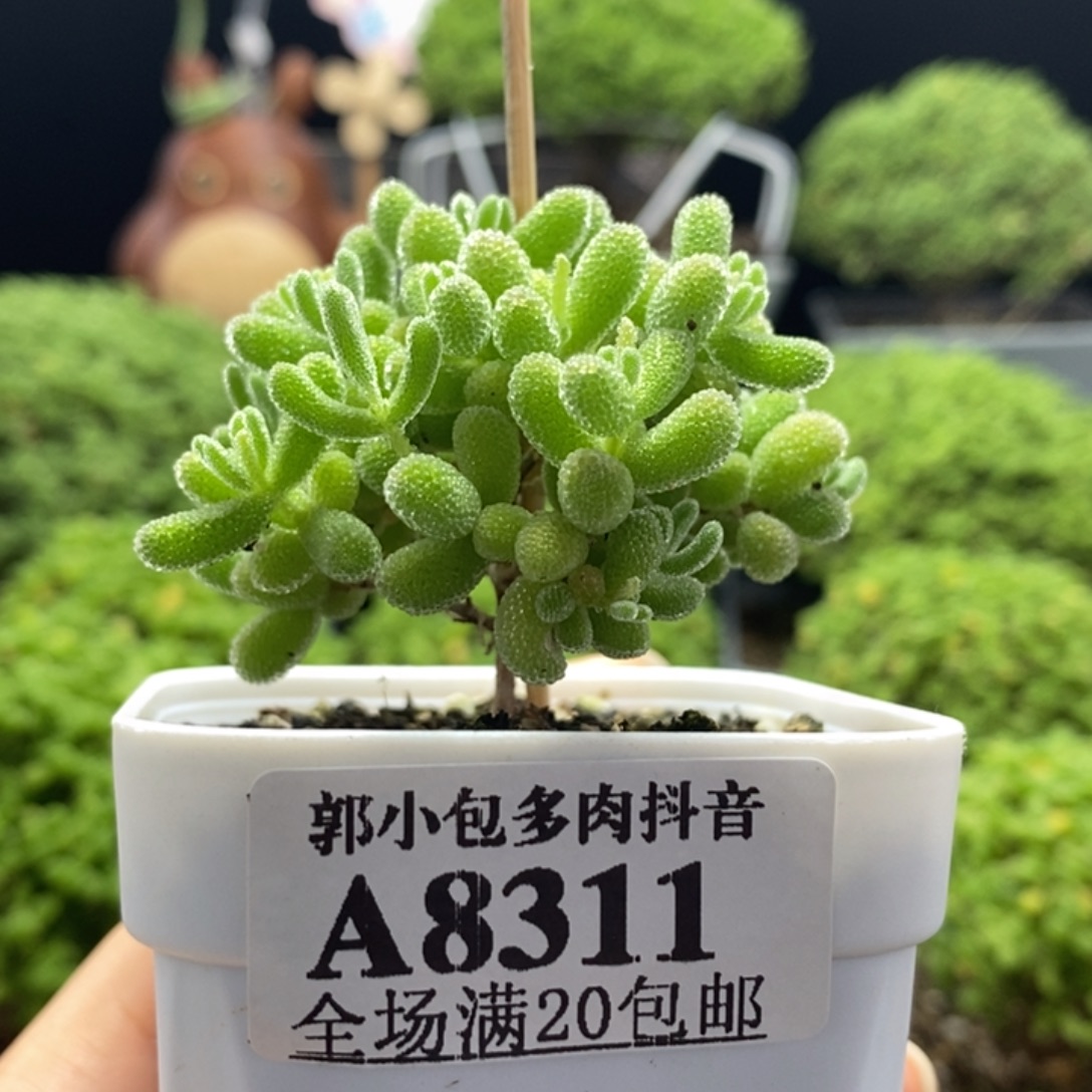 ʚ***ɞ优选冰晶8311枝干番杏